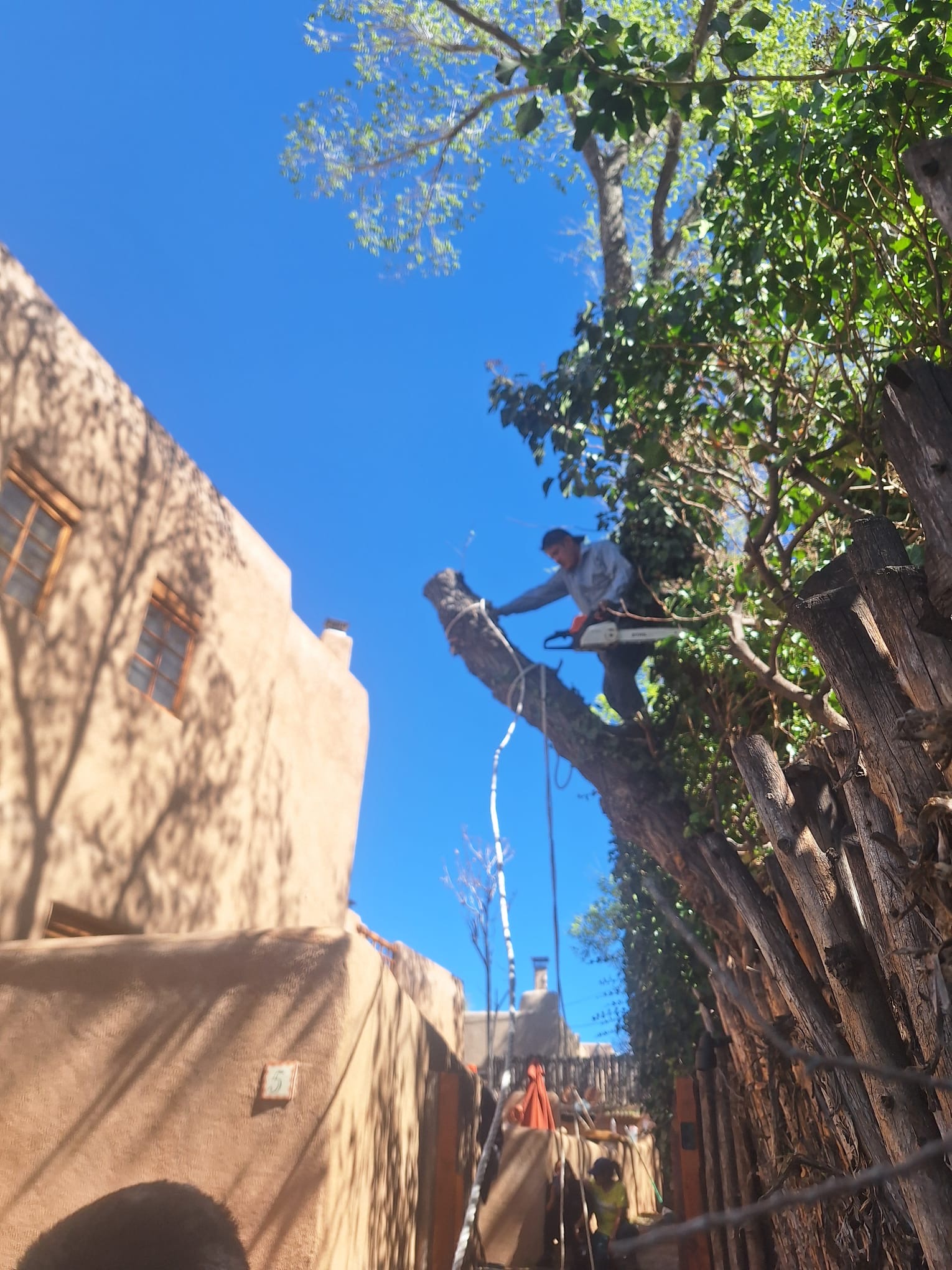 Professional tree trimming service in Santa Fe, NM